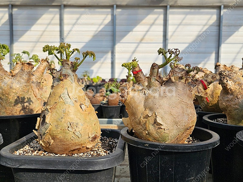 씨포스템마 우터 (아프리카식물/코덱스)--7